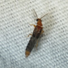 Distremocephalus opaculus