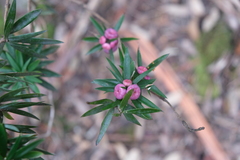 Cyathodes platystoma