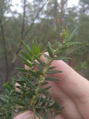 Acacia oxycedrus