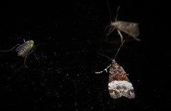 Scoparia minusculalis