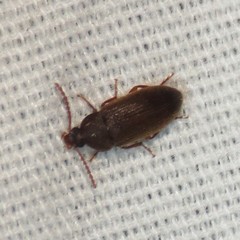 Hymenorus