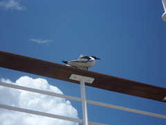 Leucophaeus atricilla