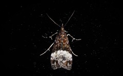 Scoparia minusculalis