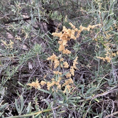 Chenopodium nitrariaceum