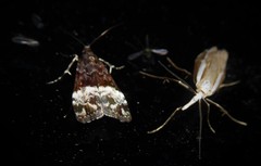 Scoparia minusculalis