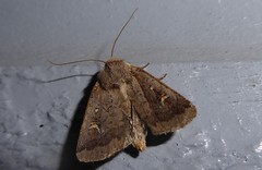 Proteuxoa tetronycha