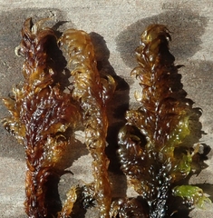 Hamatocaulis lapponicus