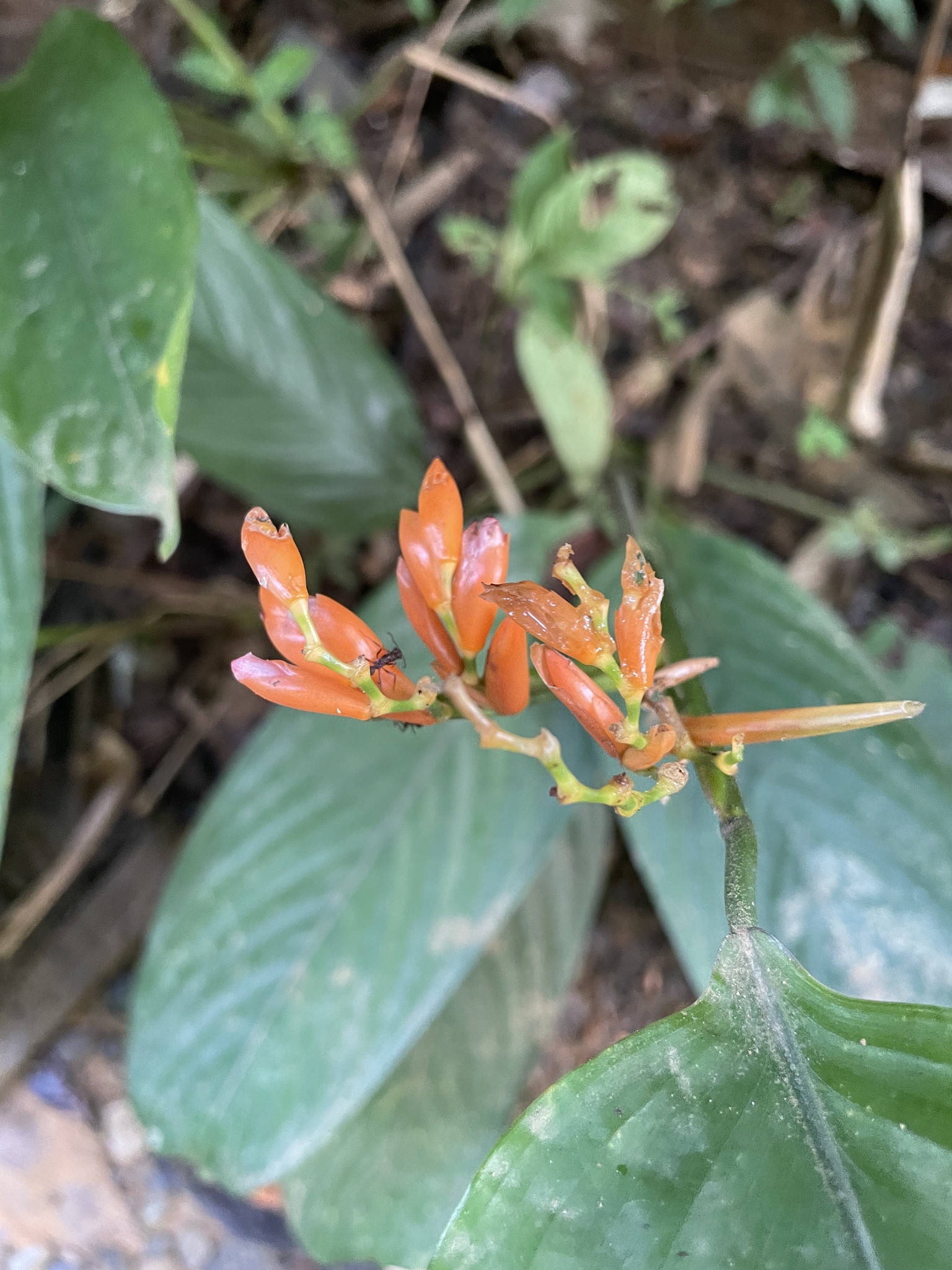 Stromanthe jacquinii