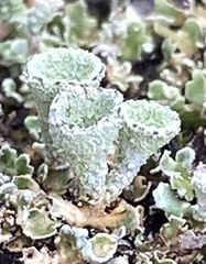 Cladonia asahinae