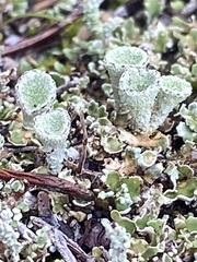 Cladonia asahinae