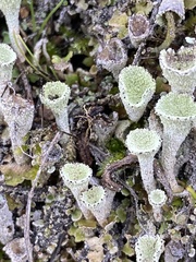 Cladonia asahinae