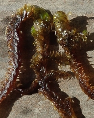 Hamatocaulis lapponicus