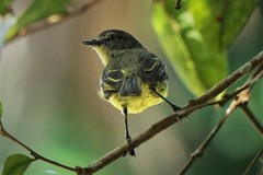 Zimmerius gracilipes