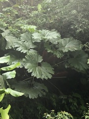 Gunnera