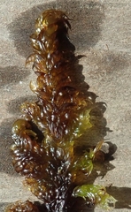 Hamatocaulis lapponicus