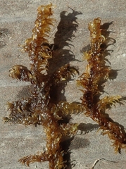 Hamatocaulis lapponicus