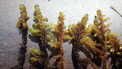 Hamatocaulis lapponicus