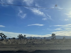 Yucca brevifolia brevifolia