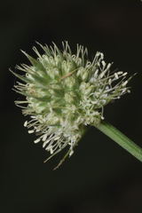 Eryngium longifolium