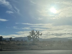 Yucca brevifolia brevifolia