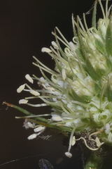 Eryngium longifolium