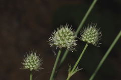 Eryngium longifolium