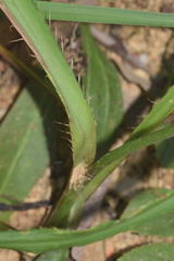 Eryngium longifolium