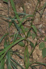 Eryngium longifolium