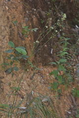 Eryngium longifolium