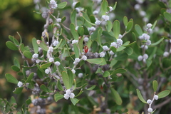 Hakea cinerea