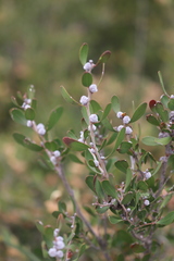 Hakea cinerea