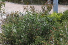 Hakea cinerea