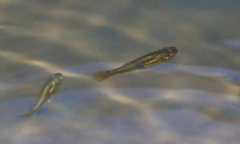 Xiphophorus variatus