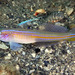 Seminole Goby - Photo (c) Bryant Kevin, some rights reserved (CC BY-NC-SA)