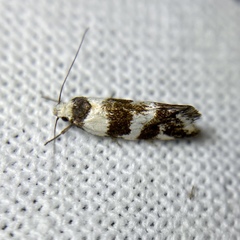 Isomoralla gephyrota