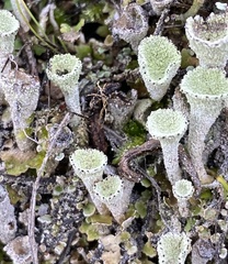 Cladonia asahinae
