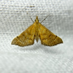 Myriostephes matura