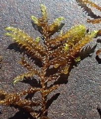 Scorpidium revolvens