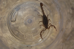 Centruroides limpidus