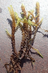 Scorpidium revolvens