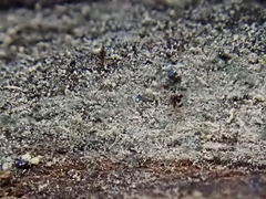 Helicoma muelleri