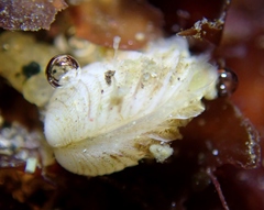 Irusella lamellifera