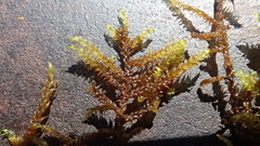 Scorpidium revolvens