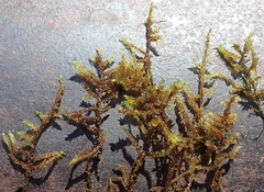 Scorpidium revolvens