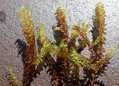 Scorpidium revolvens