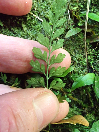 Asplenium cimmeriorum (Asplenium cimmeriorum)