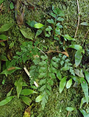Asplenium cimmeriorum