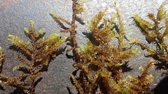 Scorpidium revolvens