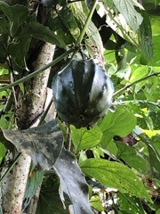 Passifloraceae