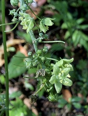 Passifloraceae